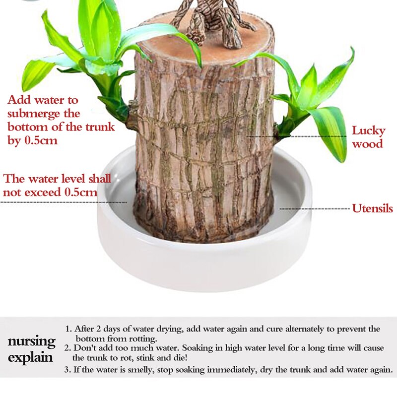 brazilwood hydroponic plants Brazilian Wood Water Lucky Wood Hydroponic Four Seasons Plants