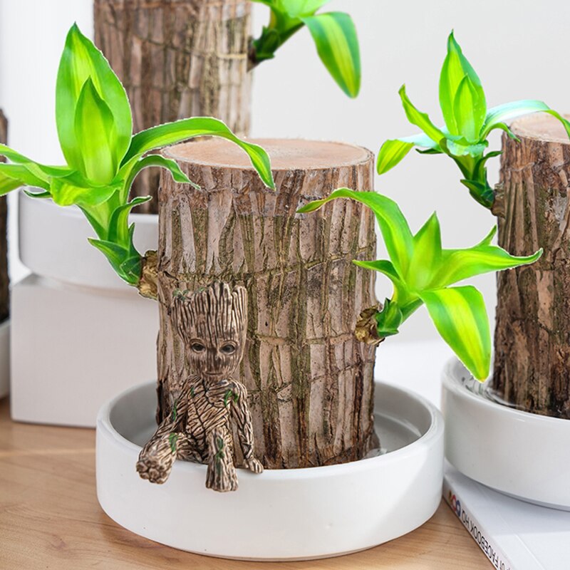 Brazilian Wood Water Lucky Wood Hydroponic Four Seasons Plants