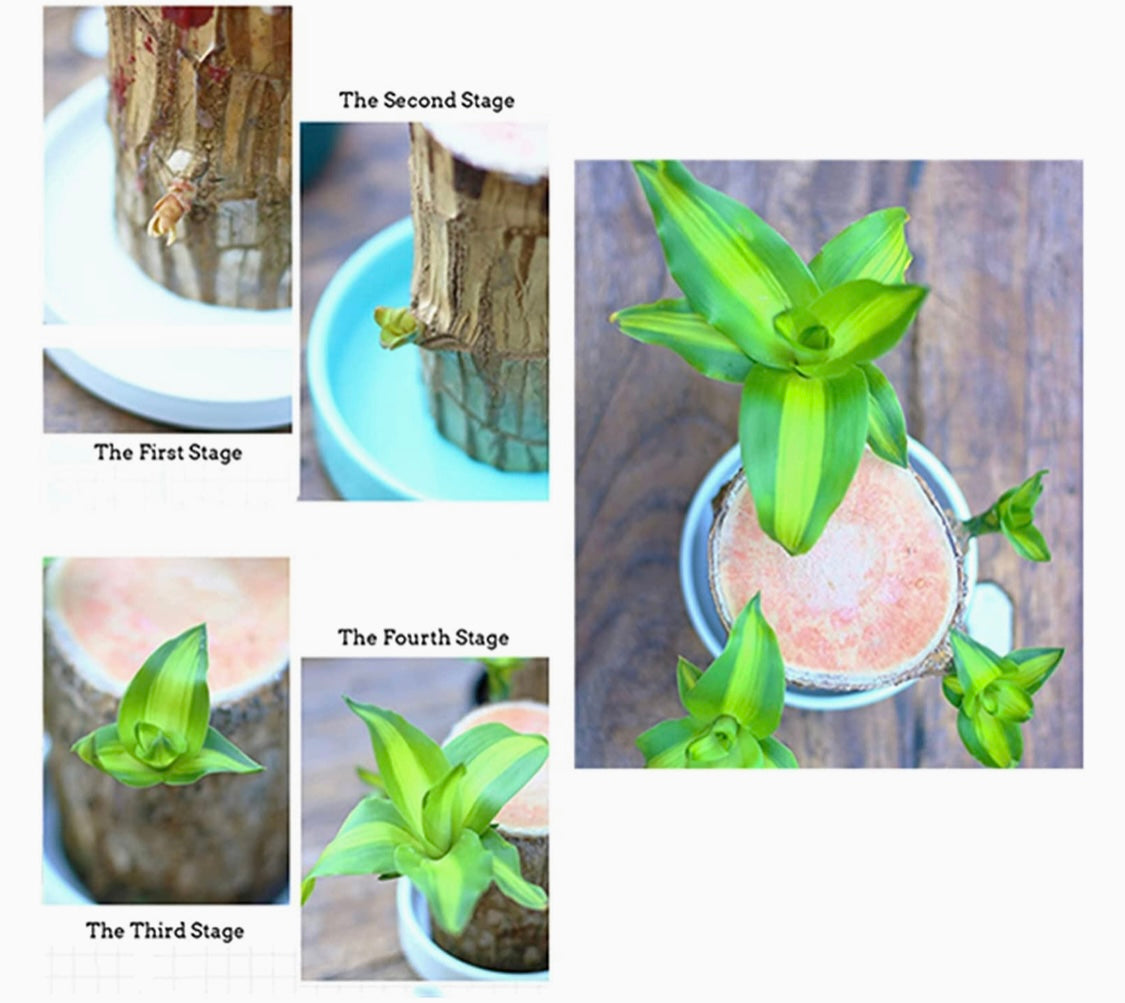 Brazilian Wood Water Lucky Wood Hydroponic Four Seasons Plants