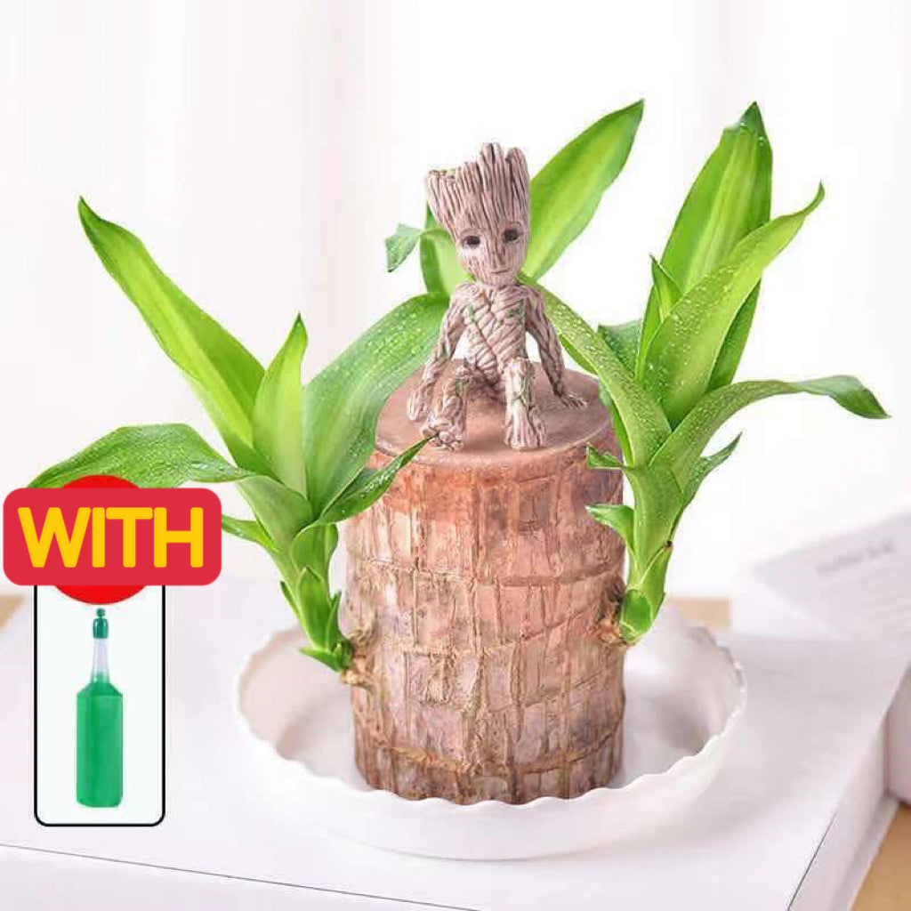 Brazilian Wood Water Lucky Wood Hydroponic Four Seasons Plants