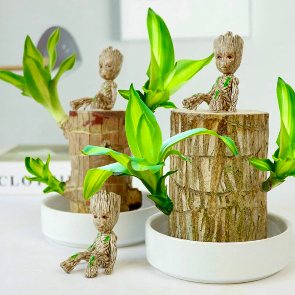 Brazilian Wood Water Lucky Wood Hydroponic Four Seasons Plants