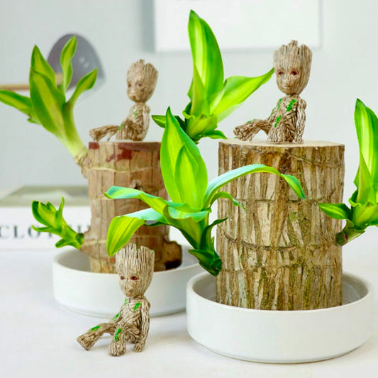 Brazilian Wood Water Lucky Wood Hydroponic Four Seasons Plants